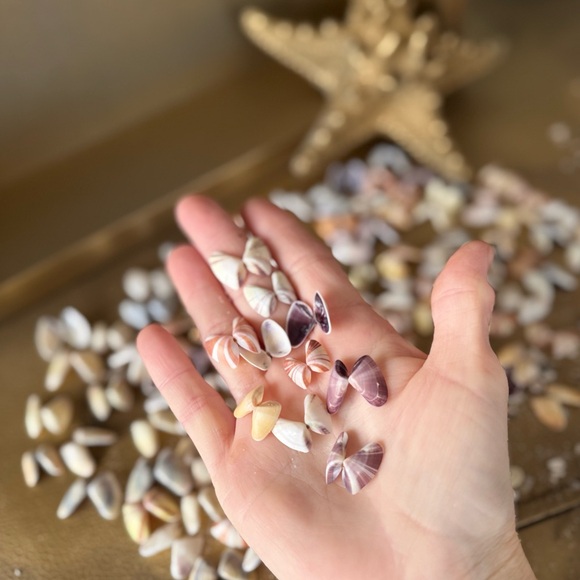 50 (25 Pairs) Florida Coquina Seashells Butterfly Shells DIY Crafting Bulk Lot - Picture 12 of 16